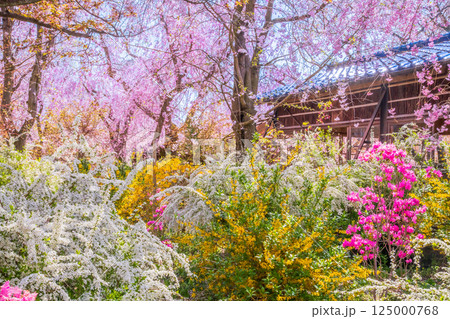 京都 原谷苑の桜 京都 原谷苑の桜 125000768