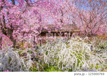 京都　原谷苑の桜 125000769