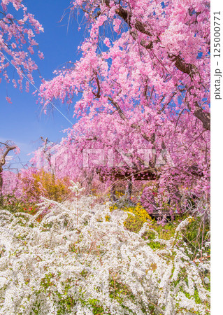 京都　原谷苑の桜 125000771