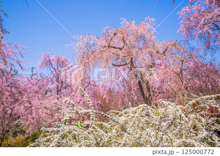 京都 原谷苑の桜 京都 原谷苑の桜 125000772