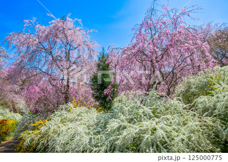 京都 原谷苑の桜 京都 原谷苑の桜 125000775