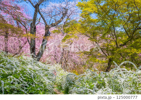 京都　原谷苑の桜 125000777