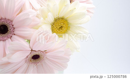 ピンクと白のガーベラの背景 125000786