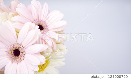 ピンクと白のガーベラの背景 125000790