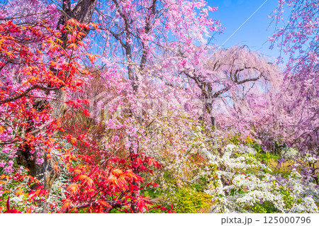 京都　原谷苑の桜 125000796