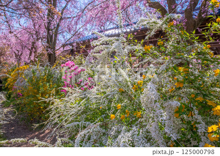 京都　原谷苑の桜 125000798