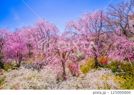 京都　原谷苑の桜 125000800