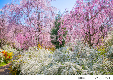 京都　原谷苑の桜 125000804