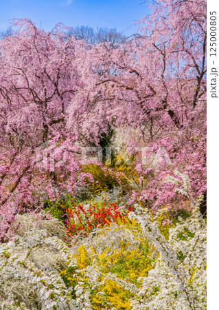 京都 原谷苑の桜 京都 原谷苑の桜 125000805