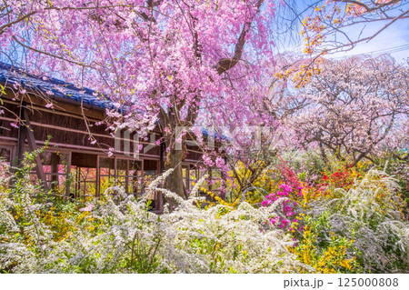 京都　原谷苑の桜 125000808