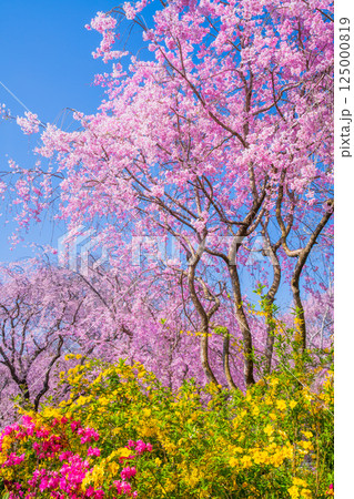 京都　原谷苑の桜 125000819
