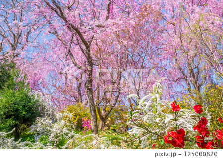 京都 原谷苑の桜 京都 原谷苑の桜 125000820
