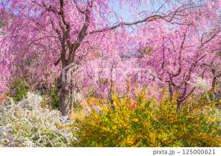 京都　原谷苑の桜 125000821
