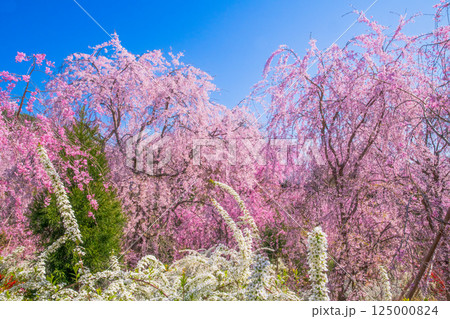 京都　原谷苑の桜 125000824