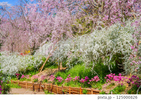 京都　原谷苑の桜 125000826