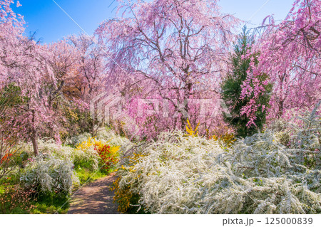 京都　原谷苑の桜 125000839