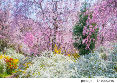 京都　原谷苑の桜 125000840