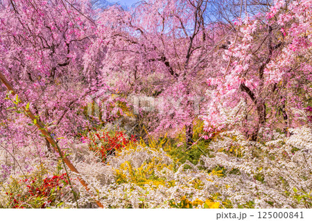 京都　原谷苑の桜 125000841