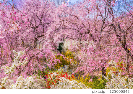 京都 原谷苑の桜 京都 原谷苑の桜 125000842