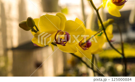 Phalaenopsis orchids flowers bloom in spring adorn the beauty of nature. 125000884