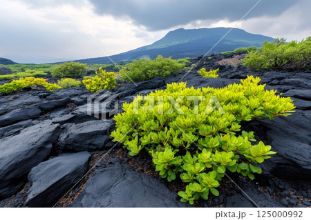 Green plants growing on black volcanic rock near Mount Miyanoura, Japan 125000992