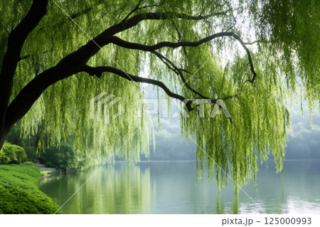 Weeping willow tree reflecting in a calm lake in spring 125000993