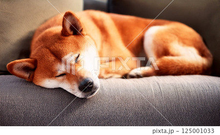 dog sleeping on the bed, a Shiba Inu dog peacefully sleeping on a soft sofa, cozy scene evokes comfort, warmth, a relaxing pet lifestyle at home 125001033