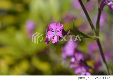 Sticky catchfly Sticky catchfly 125001152
