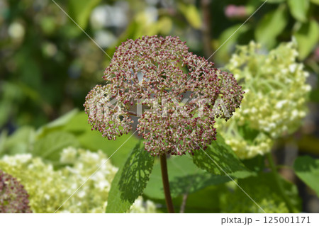 Smooth hydrangea Pink Annabelle Smooth hydrangea Pink Annabelle 125001171
