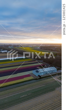 Aerial view of vibrant tulip fields in full bloom at sunset. Striped rows of colorful flowers stretch across the landscape, with a canal running through and a village visible in the background. 125001425