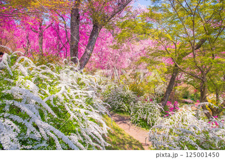 京都 原谷苑の桜 京都 原谷苑の桜 125001450