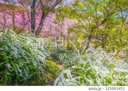 京都　原谷苑の桜 125001451