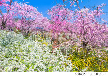 京都 原谷苑の桜 京都 原谷苑の桜 125001452