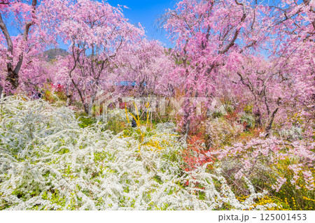 京都　原谷苑の桜 125001453