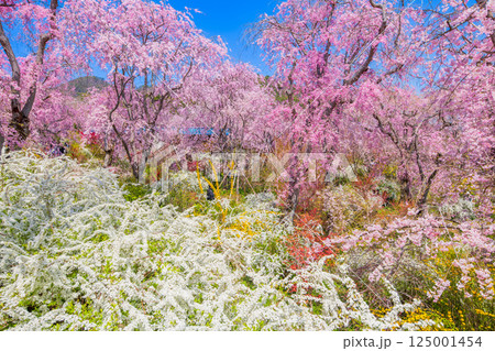 京都 原谷苑の桜 京都 原谷苑の桜 125001454