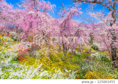 京都 原谷苑の桜 京都 原谷苑の桜 125001455