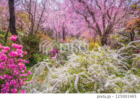 京都 原谷苑の桜 京都 原谷苑の桜 125001465