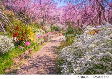 京都 原谷苑の桜 京都 原谷苑の桜 125001468