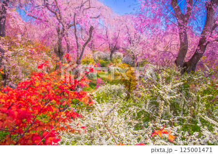 京都 原谷苑の桜 京都 原谷苑の桜 125001471
