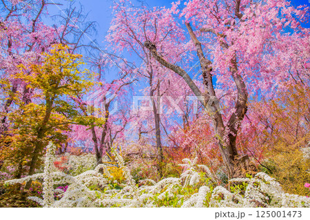 京都 原谷苑の桜 京都 原谷苑の桜 125001473