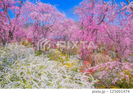 京都 原谷苑の桜 京都 原谷苑の桜 125001474