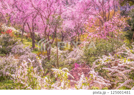 京都 原谷苑の桜 京都 原谷苑の桜 125001481