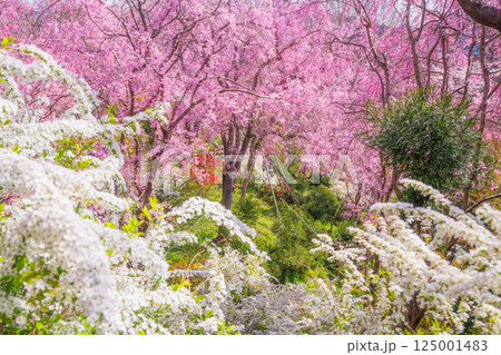京都 原谷苑の桜 京都 原谷苑の桜 125001483