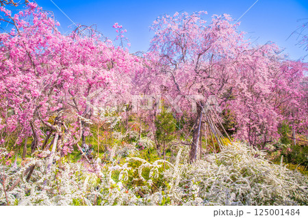 京都 原谷苑の桜 京都 原谷苑の桜 125001484