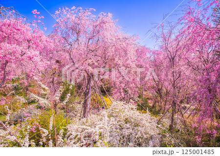 京都　原谷苑の桜 125001485