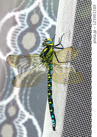 Large dragonfly with bright blue and green markings rests on white mesh tulle. Close-up, detail 125001588