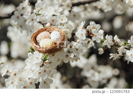 Speckled Easter eggs in a decorative bird nest placed on blooming cherry tree branches with white flowers in soft spring light Speckled Easter eggs in a decorative bird nest placed on blooming cherry tree branches with white flowers in soft spring light 125001783