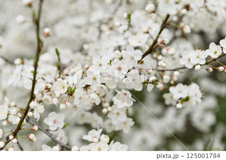 White cherry blossoms in full bloom on a branch with soft sunlight and blurred background creating a gentle spring atmosphere White cherry blossoms in full bloom on a branch with soft sunlight and blurred background creating a gentle spring atmosphere 125001784