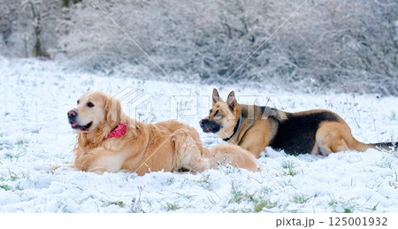 Golden Retriever Dog And German Shepherd Friend Playing On A Snow Golden Retriever Dog And German Shepherd Friend Playing On A Snow 125001932