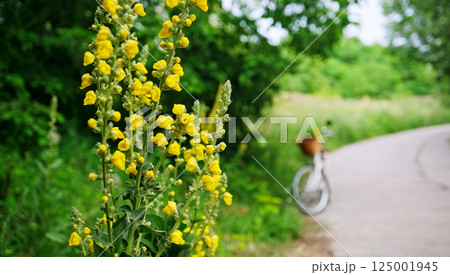 Blooming yellow flowers Along The Roadside Bike Path 125001945